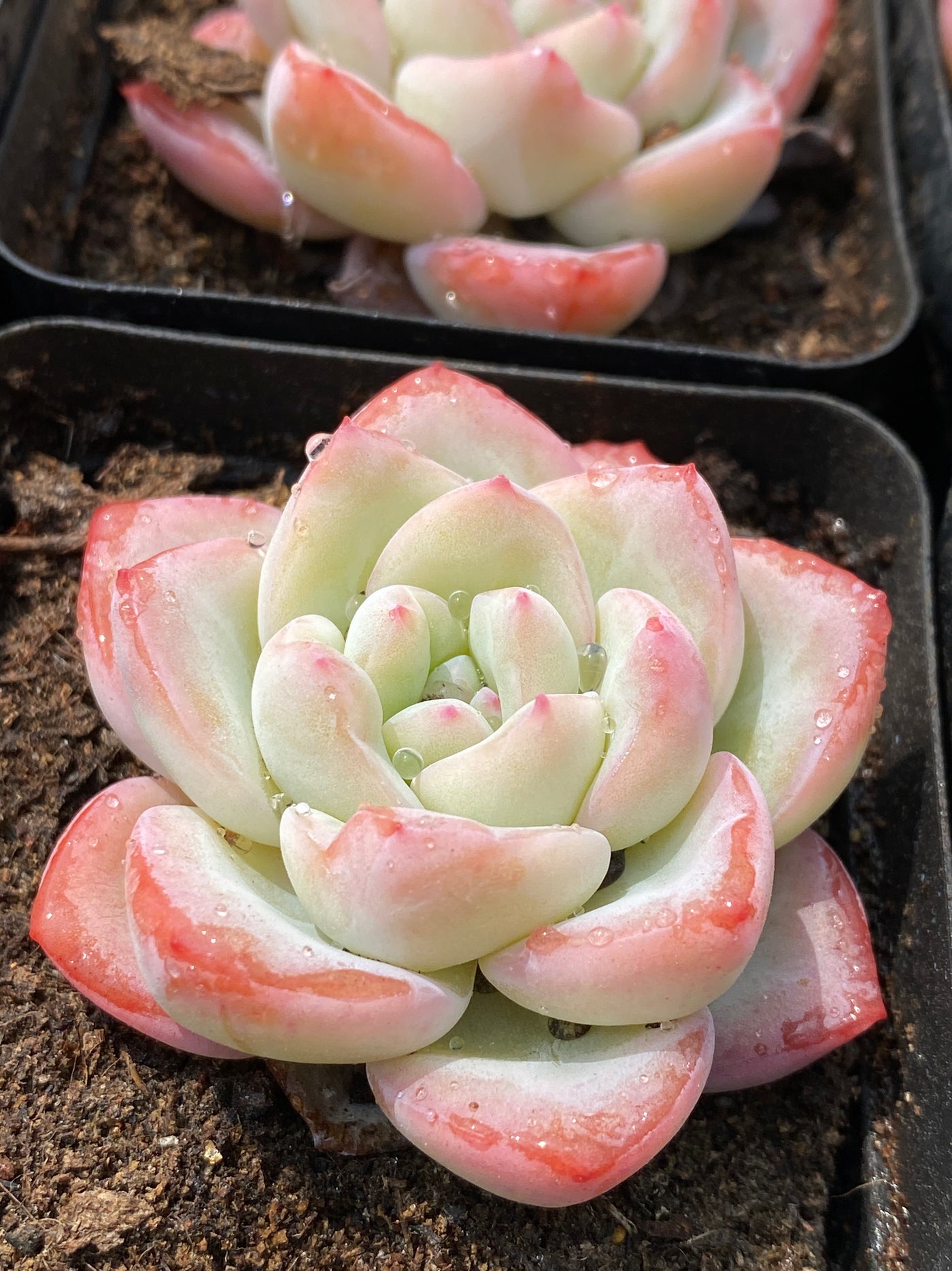 TH684     多肉植物   シュークリーム  （40株）セット