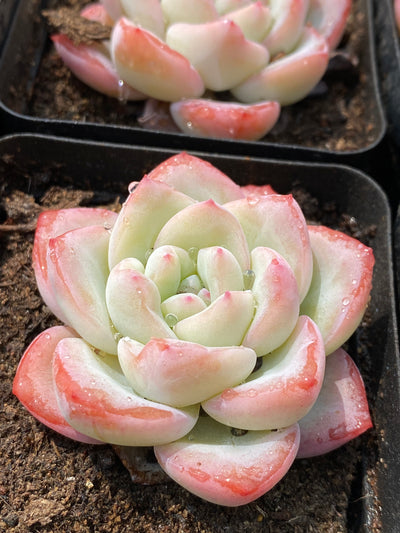 TH684     多肉植物   シュークリーム  （40株）セット