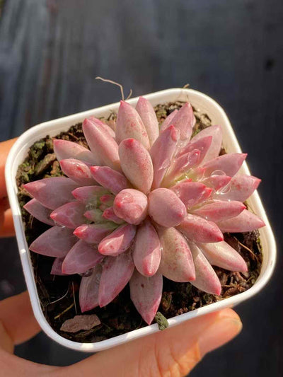 多肉植物 キンギョヒメ 24株セット 2.5号鉢 品番AA00013