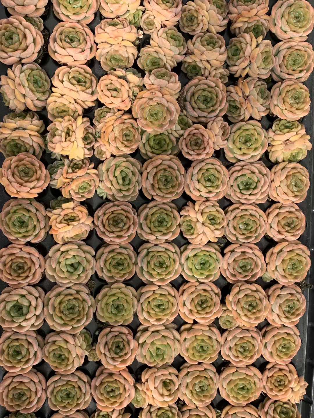 多肉植物 ヨウキン 105株セット 品番AB0221