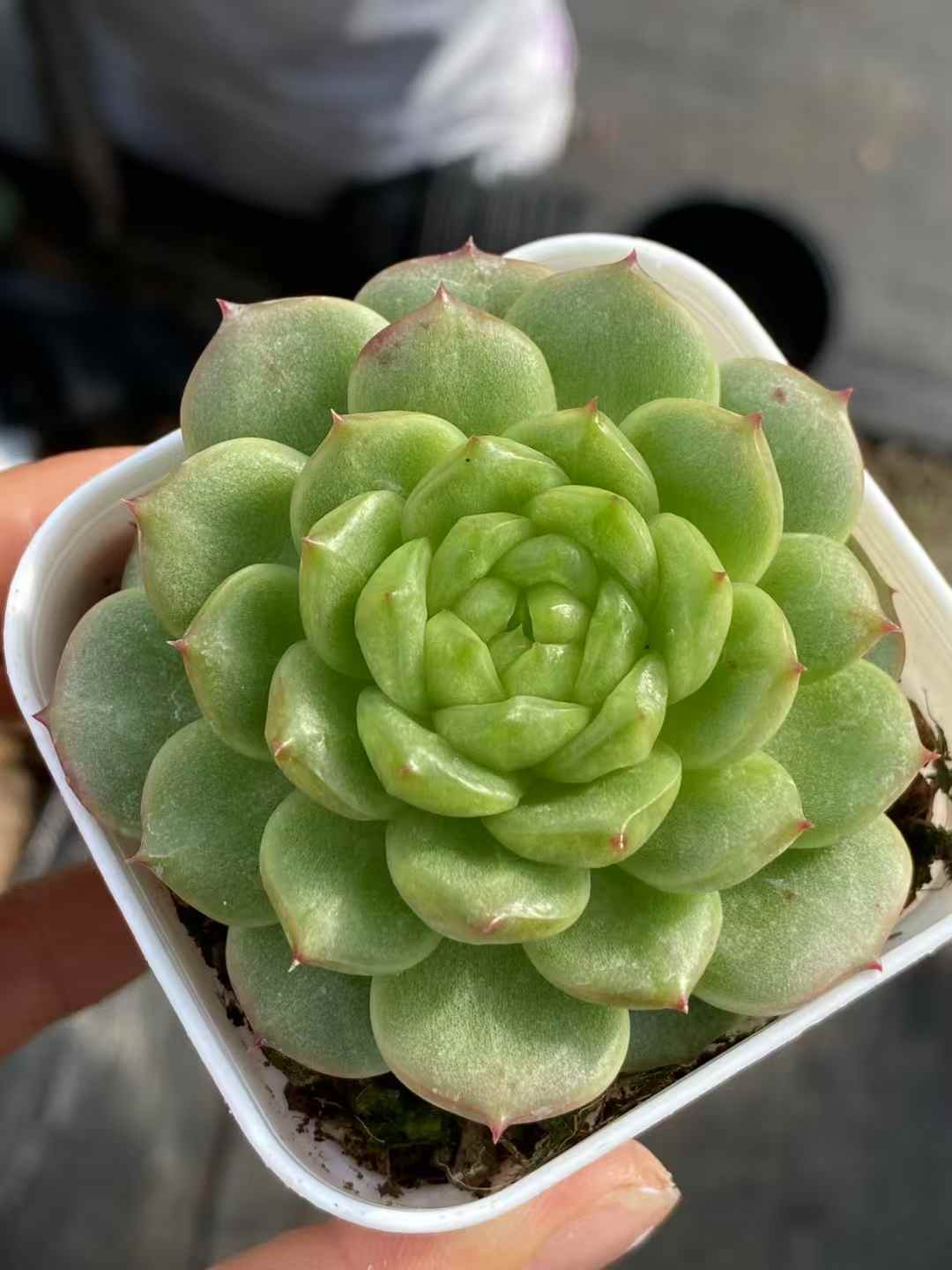 多肉植物 ライトバルブジェニー 24株セット 2.5号鉢 品番AA00017