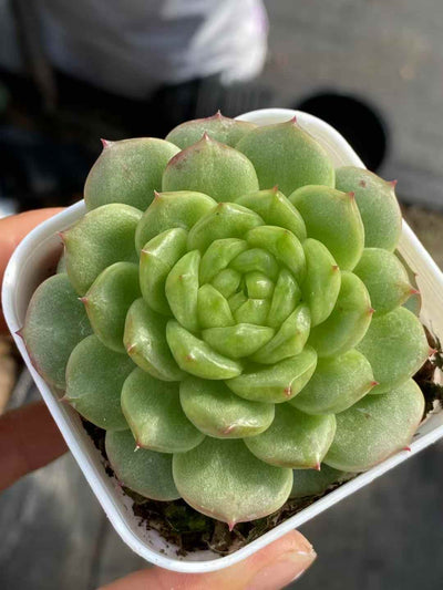 多肉植物 ライトバルブジェニー 24株セット 2.5号鉢 品番AA00017