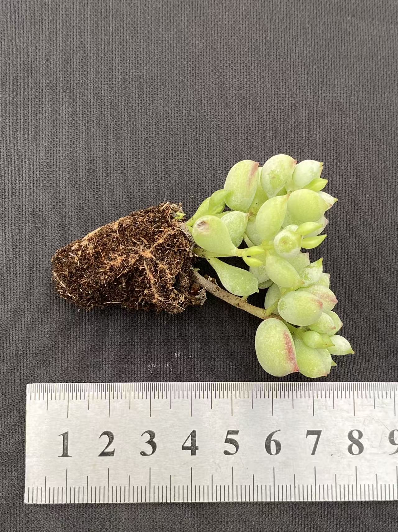 多肉植物 ダルマ 105株セット 品番AB0095