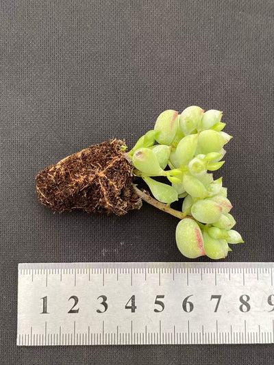 多肉植物 ダルマ 105株セット 品番AB0095