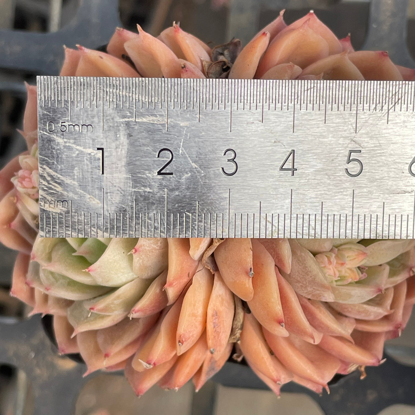 TH510     多肉植物   オウンスロー  （35株）セット