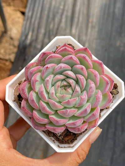 多肉植物 ピンククリスタル 50株セット 2.5号鉢 品番AA00062