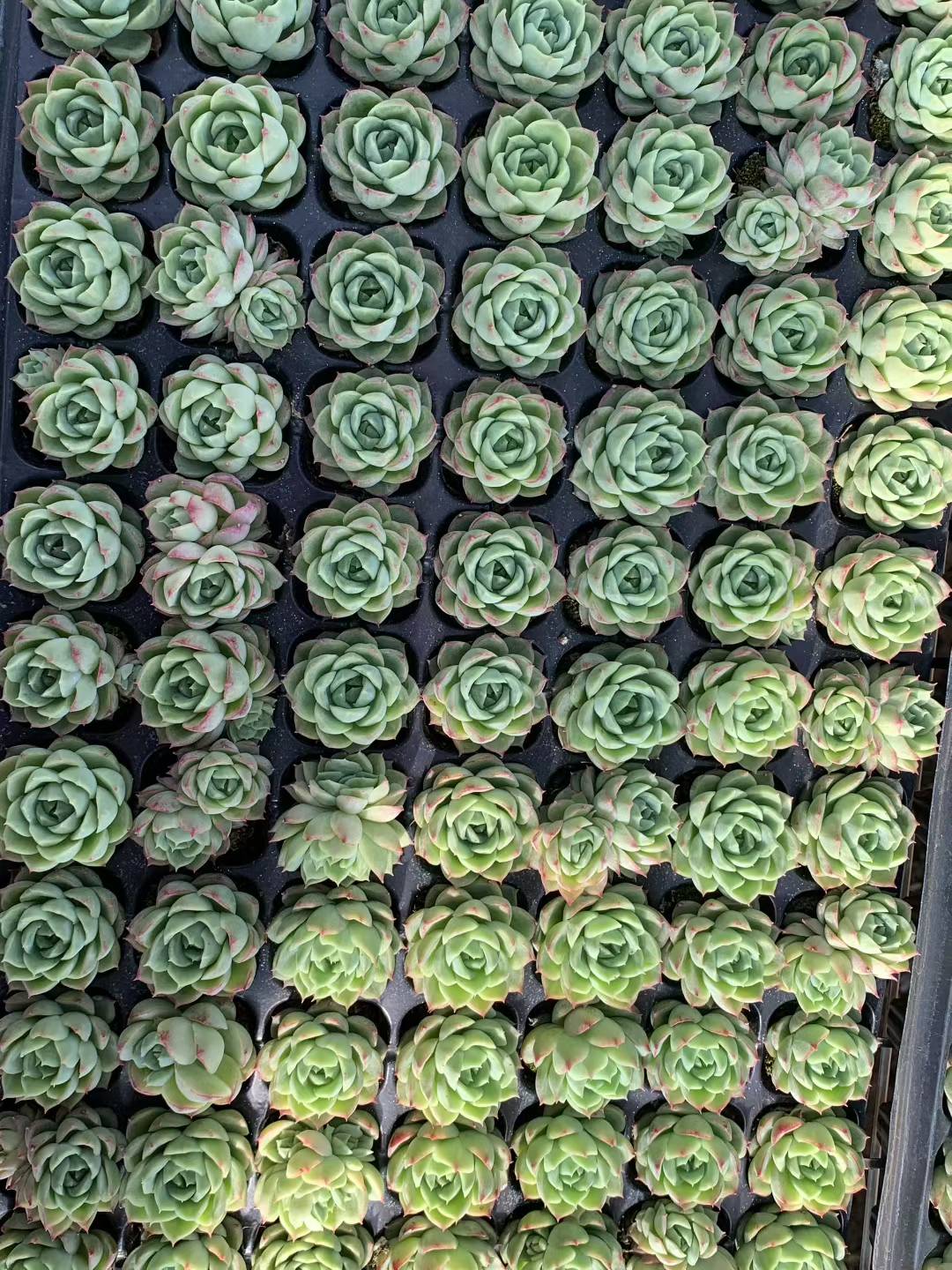 多肉植物 ライムペッパー 105株セット 品番AB0217