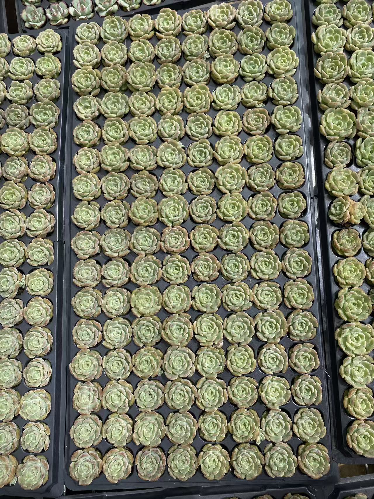 多肉植物 リョクヨウ 128株セット 品番AB0091