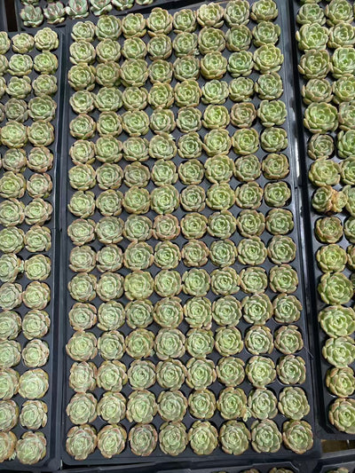 多肉植物 リョクヨウ 128株セット 品番AB0091