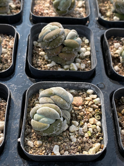 TH687     多肉植物     （80株）セット