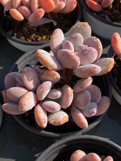 TH608     多肉植物     （40株）セット