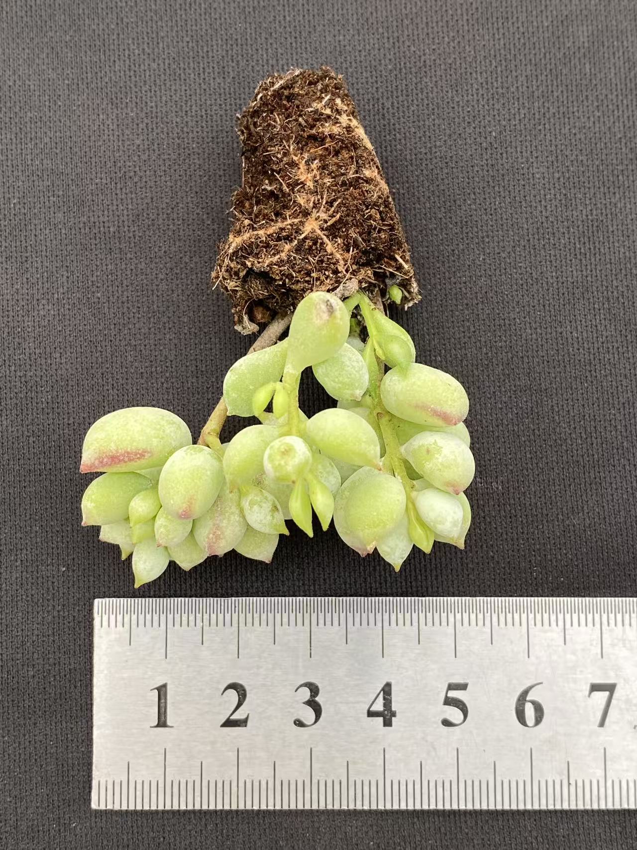 多肉植物 ダルマ 105株セット 品番AB0095