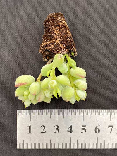 多肉植物 ダルマ 105株セット 品番AB0095