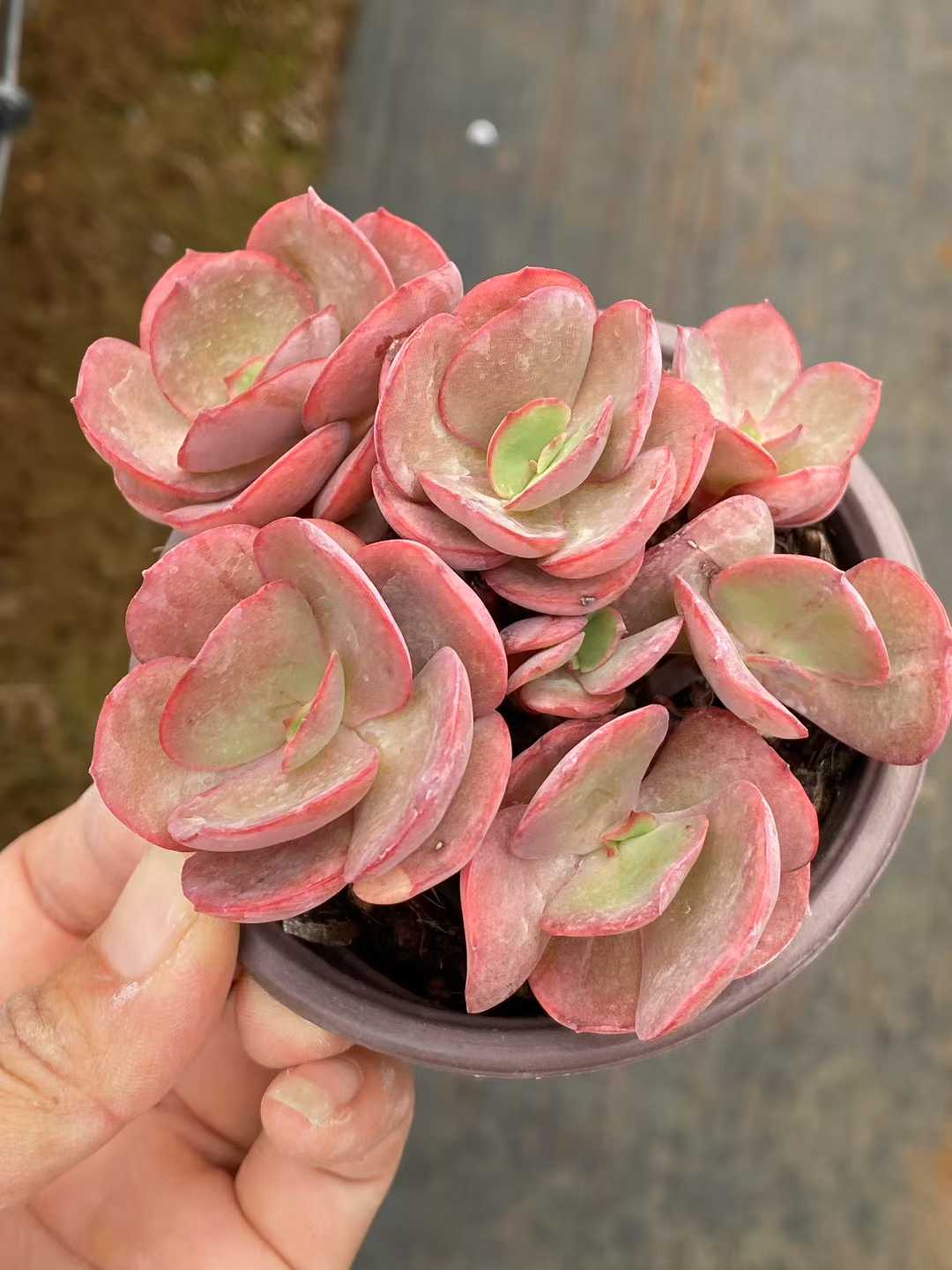 多肉植物 シュウエン 30株セット 3号鉢 品番AA00072