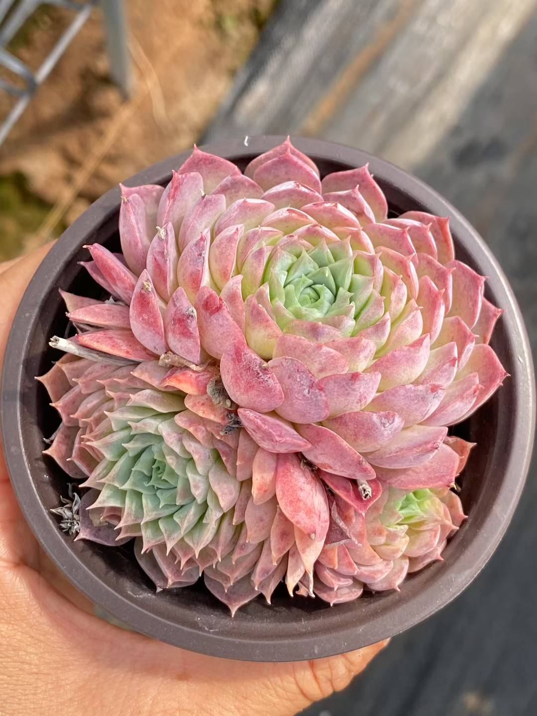 多肉植物 シナバー 30株セット 3号鉢 品番AA00078
