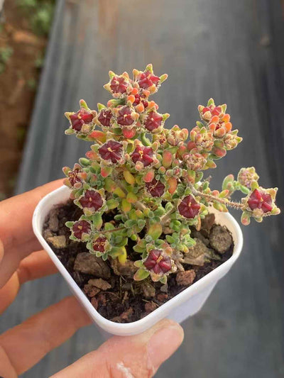 多肉植物 ルビー 50株セット 2号鉢 品番AA00006
