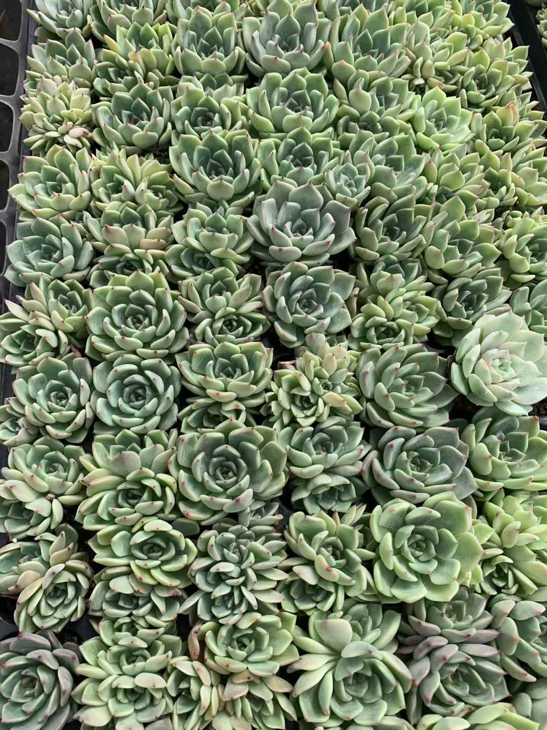 多肉植物 サラキザツ 105株セット 品番AB0213