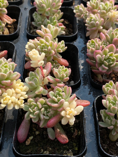TH700     多肉植物   タロック錦   （49株）セット