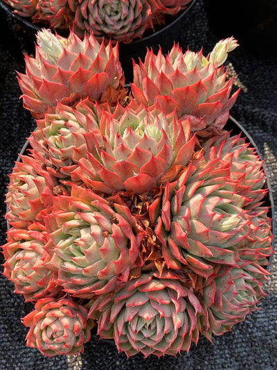 TH609     多肉植物     （16株）セット