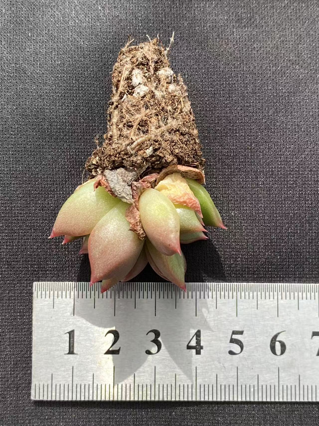 多肉植物 ヒョウタン 128株セット 品番AB0087