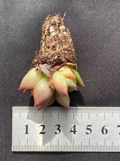 多肉植物 ヒョウタン 128株セット 品番AB0087