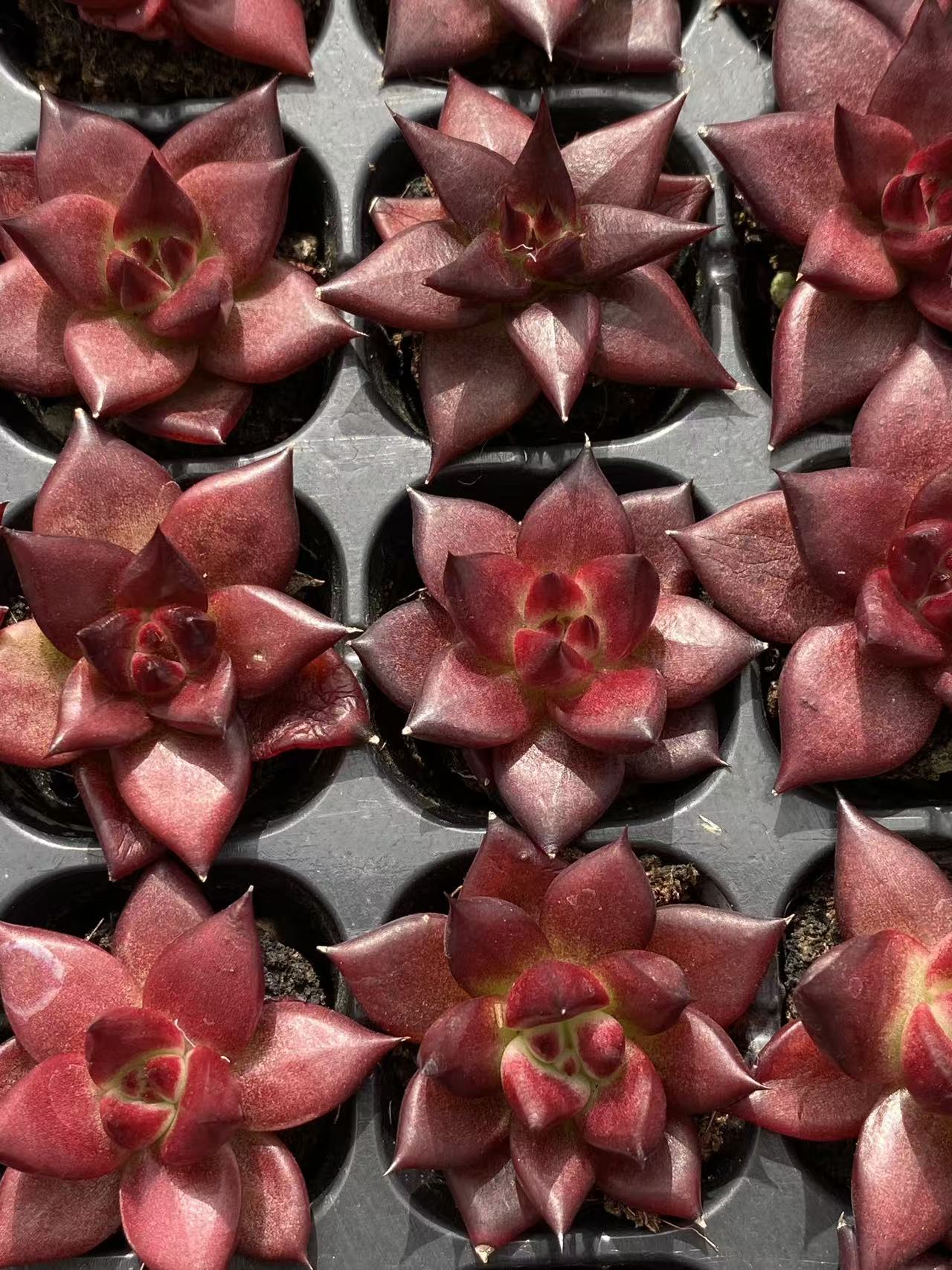 多肉植物 ロビン 128株セット 品番AB0090