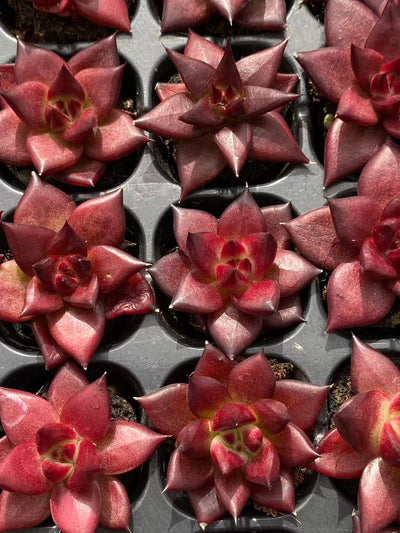 多肉植物 ロビン 128株セット 品番AB0090