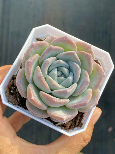 多肉植物 ギョウザン・スノー 50株セット 2.5号鉢 品番AA00022