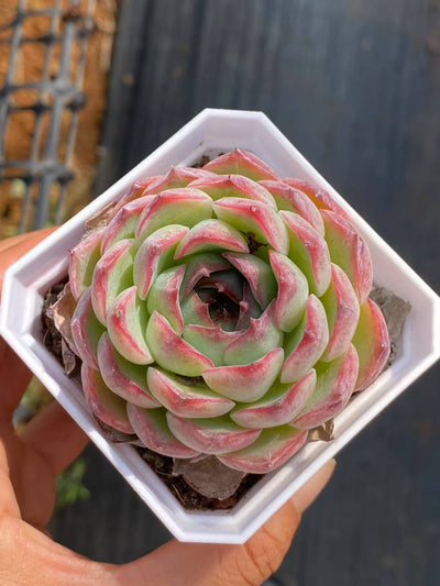 多肉植物 フェアリーエンチャント 50株セット 2.5号鉢 品番AA00064