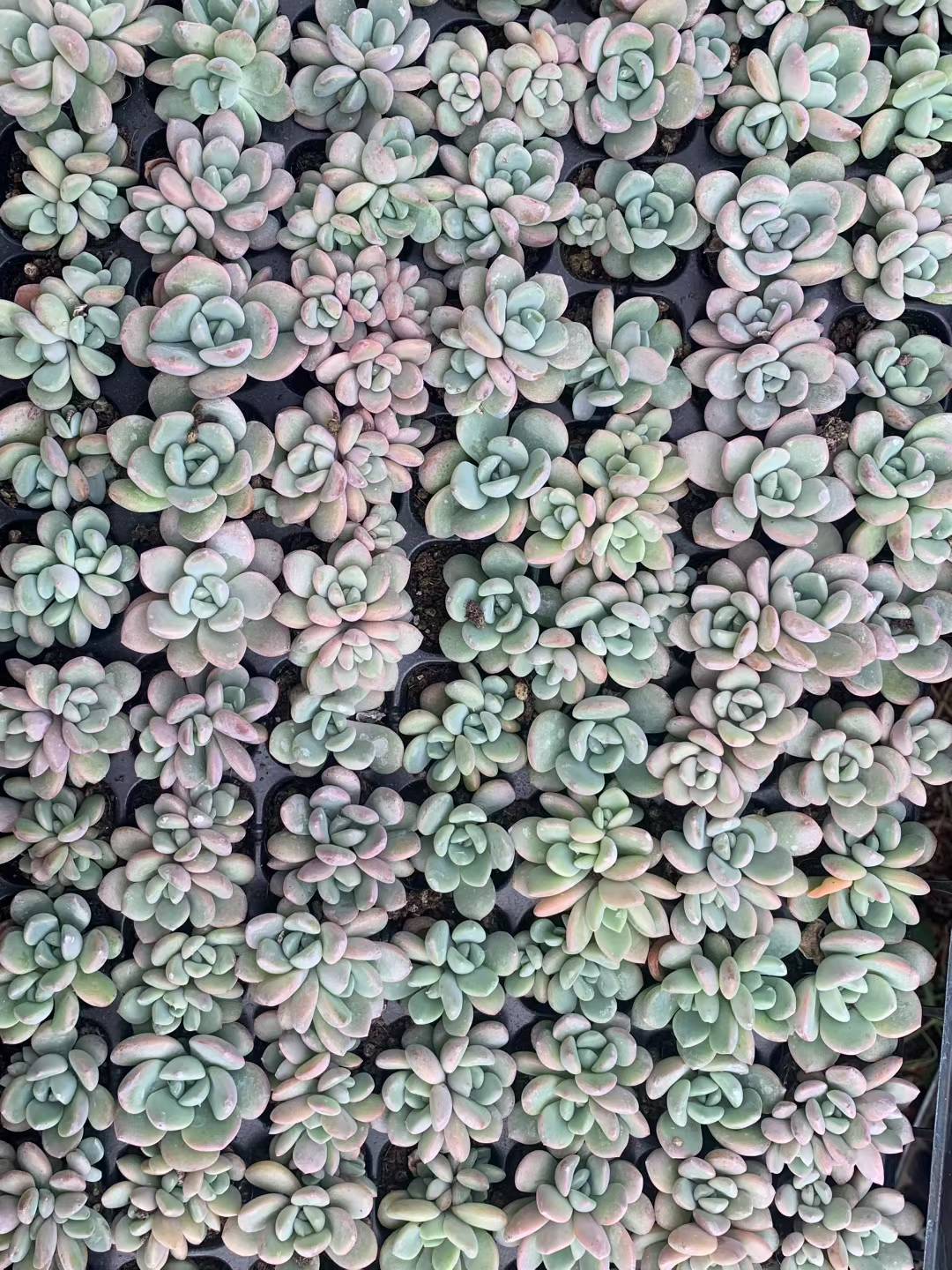 多肉植物 ハクロ 105株セット 品番AB0195