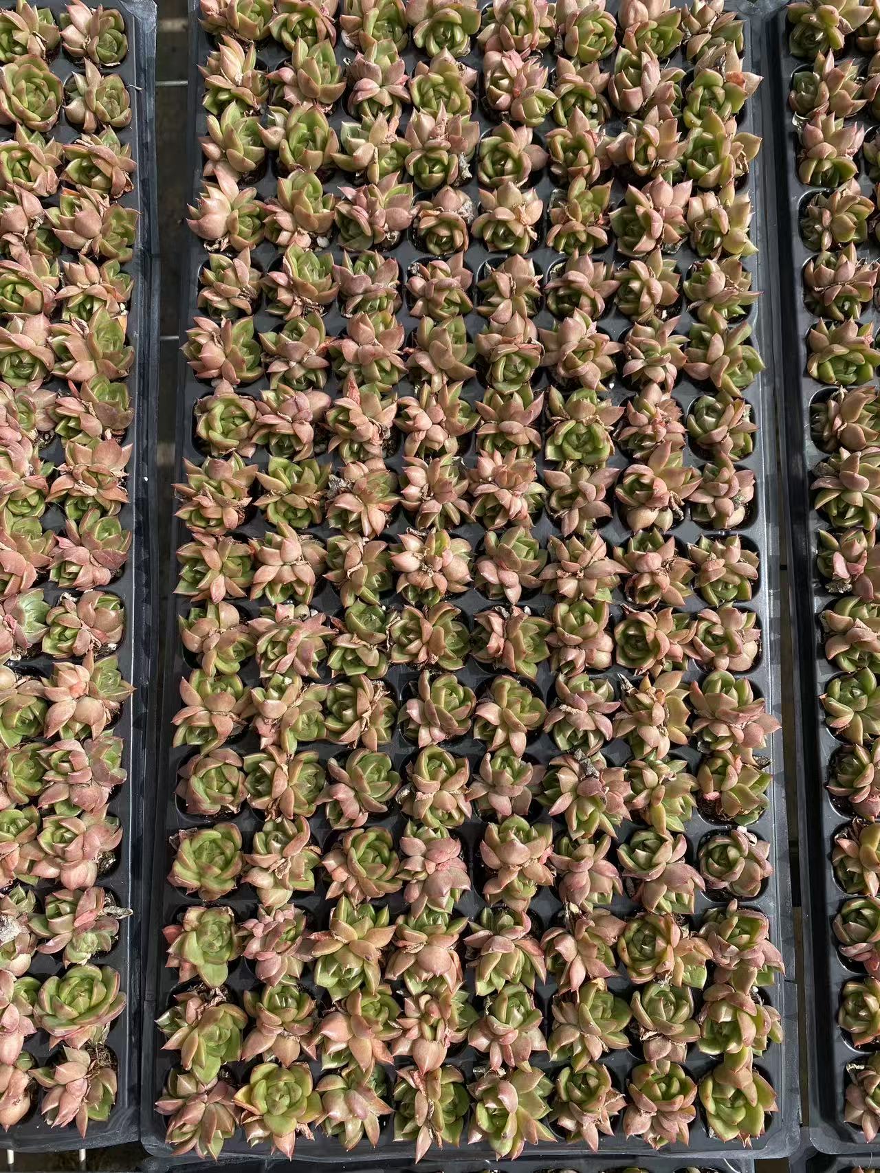 多肉植物 ヒョウタン 128株セット 品番AB0087