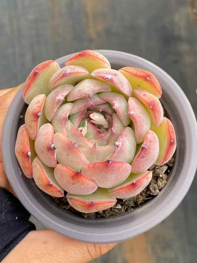 多肉植物 フェアリーエンチャント 30株セット 3号鉢 品番AA00031