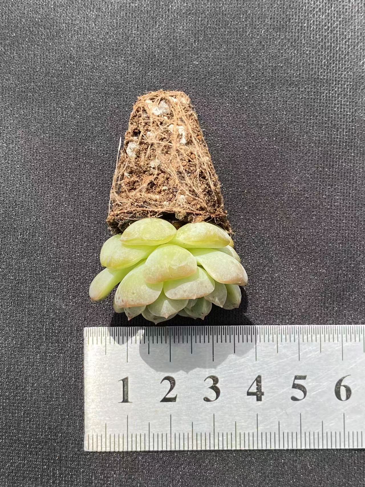 多肉植物 リョクヨウ 128株セット 品番AB0091