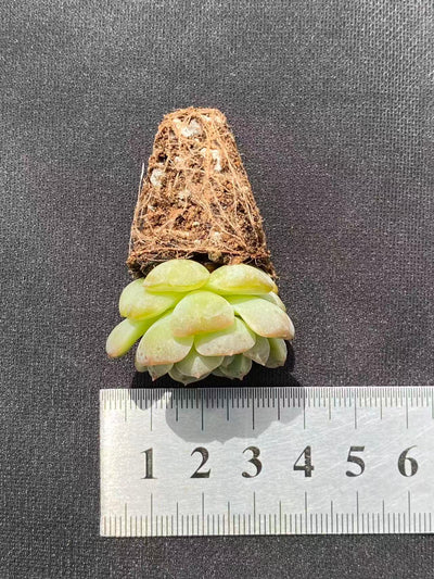 多肉植物 リョクヨウ 128株セット 品番AB0091