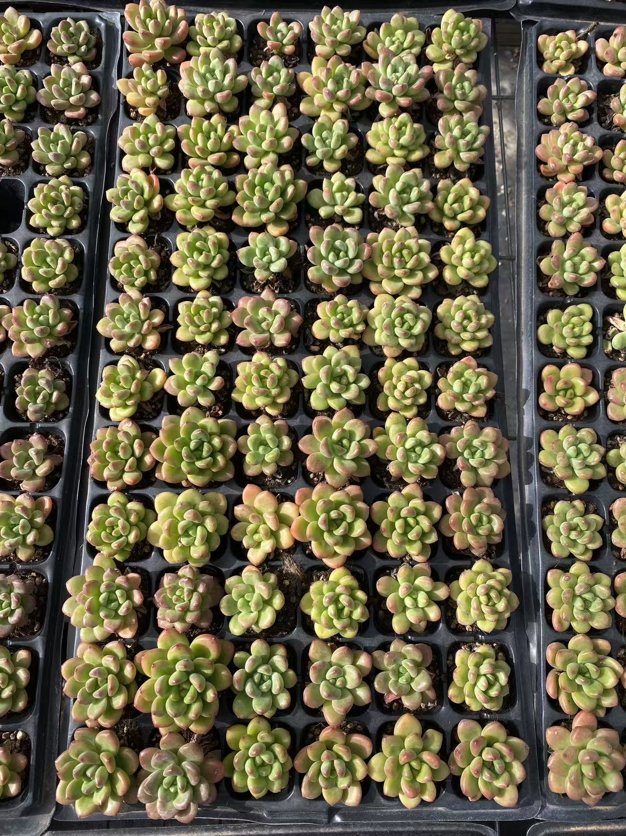 多肉植物 コウカク 72株セット 品番AB0105