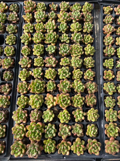 多肉植物 コウカク 72株セット 品番AB0105