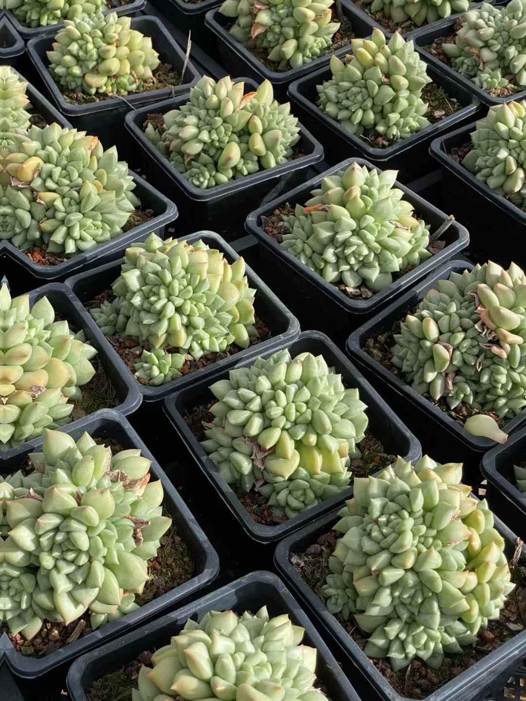 多肉植物 アイボリー 12株セット 4号鉢 品番AA00047