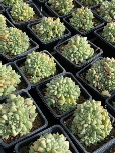 多肉植物 アイボリー 12株セット 4号鉢 品番AA00047