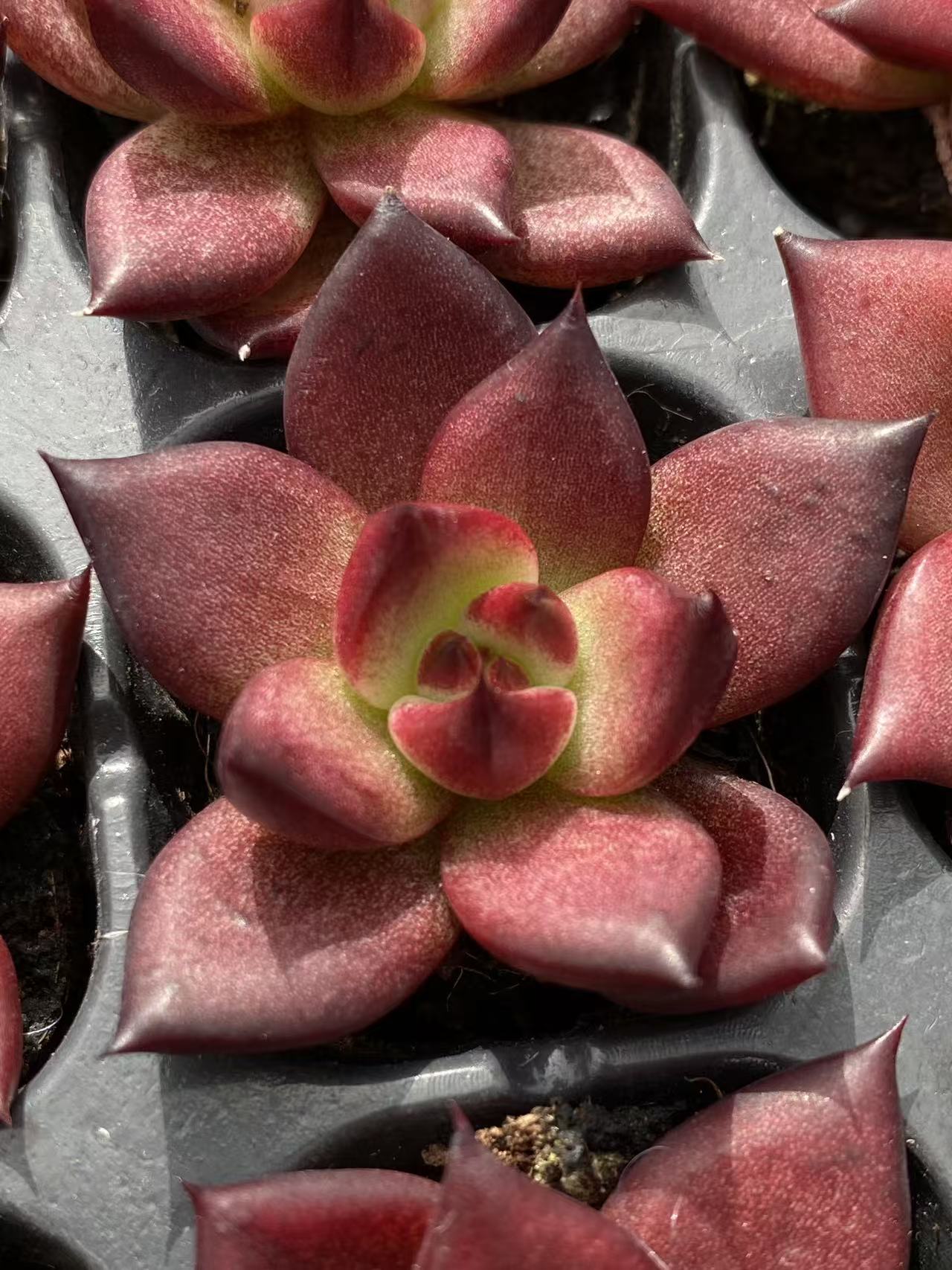 多肉植物 ロビン 128株セット 品番AB0090