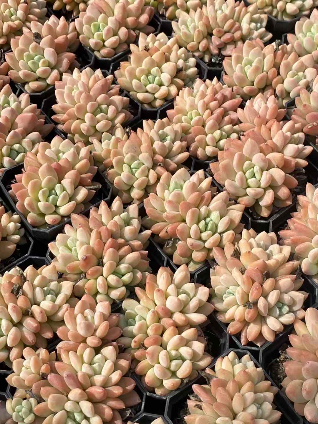 多肉植物 ルアン・リンユー 50株セット 2.5号鉢 品番AA00026