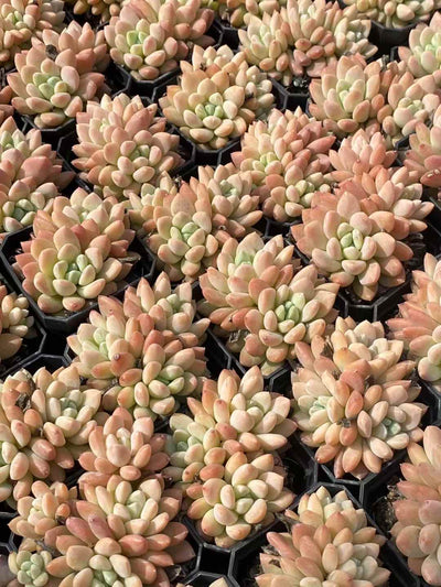 多肉植物 ルアン・リンユー 50株セット 2.5号鉢 品番AA00026