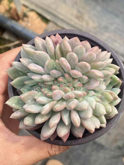 多肉植物 リンスノー・テッカ 30株セット 3号鉢 品番AA00042