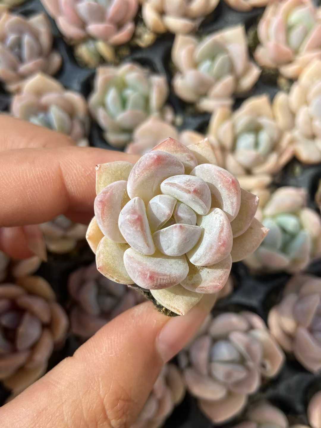 多肉植物 23k52 128株セット 品番AB0123