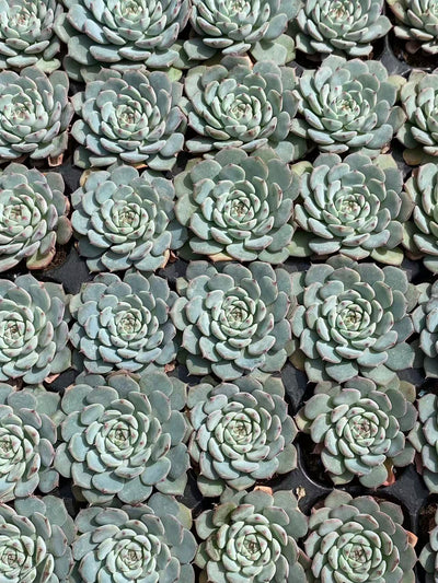 多肉植物 シラヒメレン 72株セット 品番AB0077