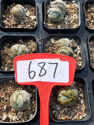 TH687     多肉植物     （80株）セット