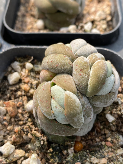 TH687     多肉植物     （80株）セット