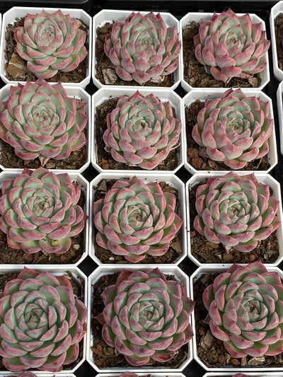 多肉植物 ピンククリスタル 50株セット 2.5号鉢 品番AA00062