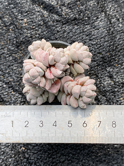TH699     多肉植物   白稚  （28株）セット