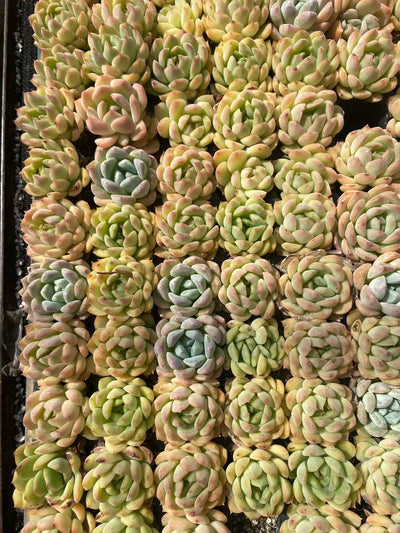 多肉植物 クジャクリン 105株セット 品番AB0115