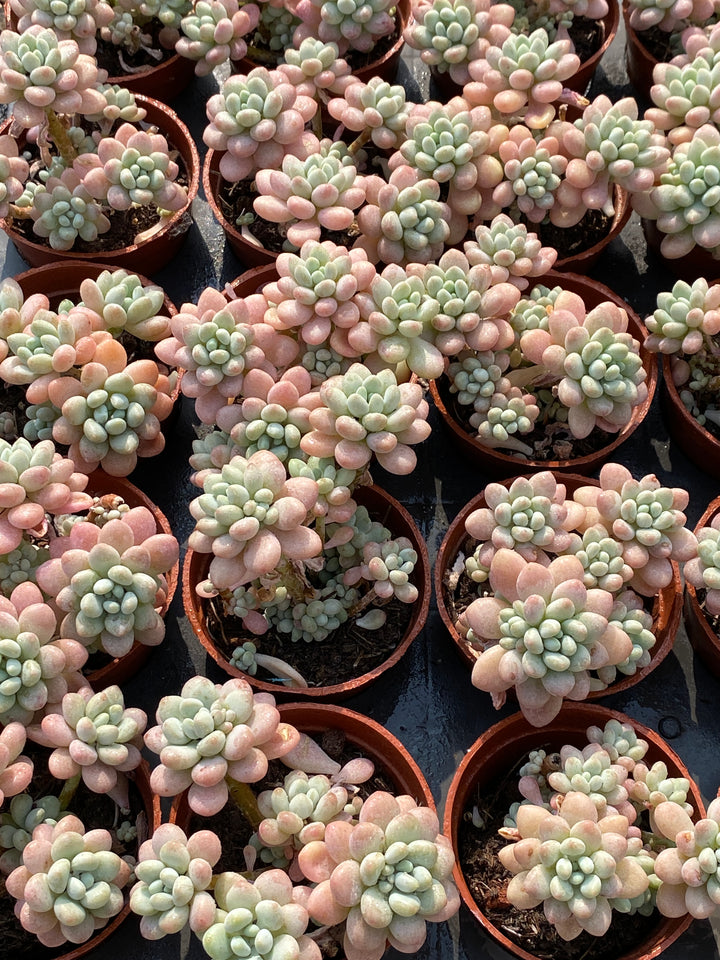 多肉植物 P1 Amazon.co.jp: 多肉植物 多肉植物 極上 チワワエンシス錦 覆輪斑